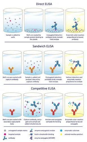 HiPer® Antibody Capture ELISA Teaching Kit 